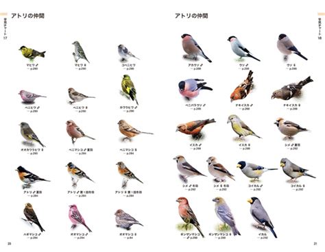 鳥類種類
